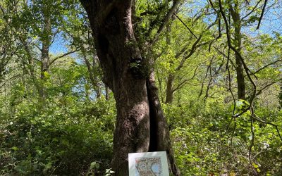Crabapple Cottage tree discovered in Epping Forest
